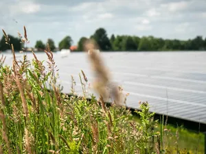 Analyse SDE++ 2025 | Novar sleept meeste subsidie voor zonnepanelen binnen, Pure Energie en TPSolar ook in top 3